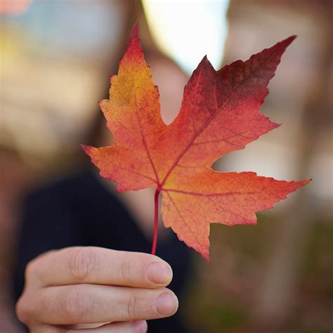 Maple Leaf Extract May Be Skin Care's Next Wrinkle-Fighting Ingredient ...