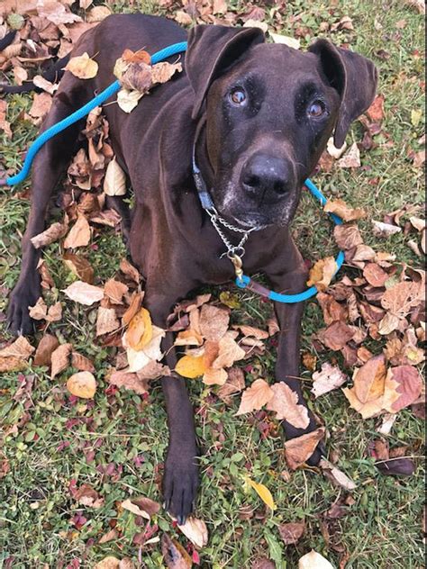 Doberdane