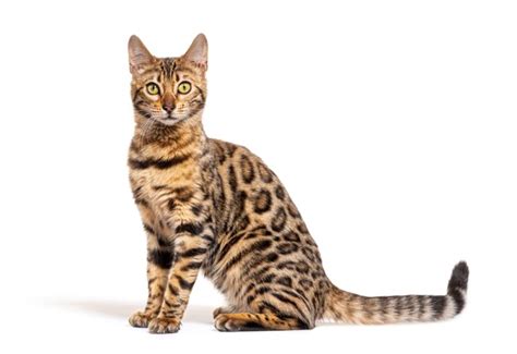 20 Interesting & Unique Bengal Cat Facts (2025 Update) - Catster