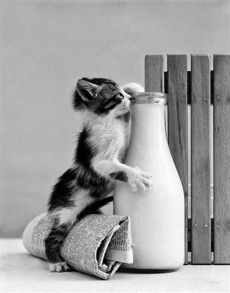 Only Pictures: Funny Cats Drinking Directly