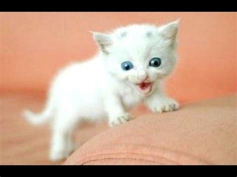 Tiny Kittens Meowing Compilation - Sounds to Attract Cats #Video