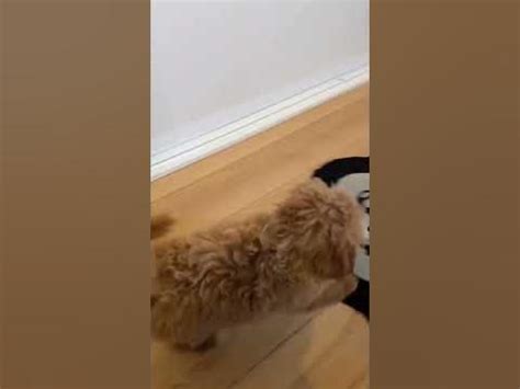 Собачки Жидковского играют с другой собачкой #shortsvideo #instagram # ...