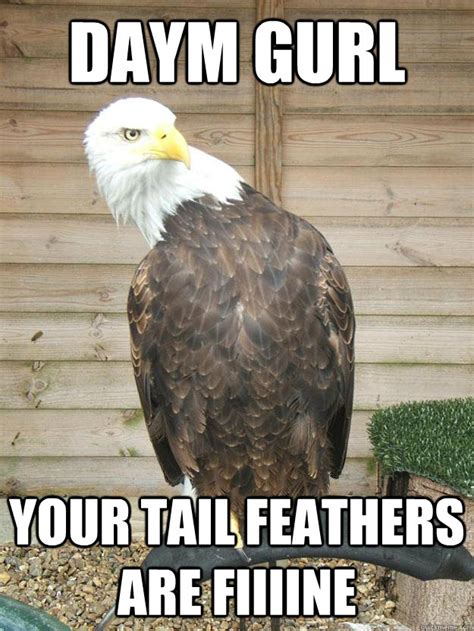 daym gurl your tail feathers are fiiiine - Sassy Bald Eagle - quickmeme