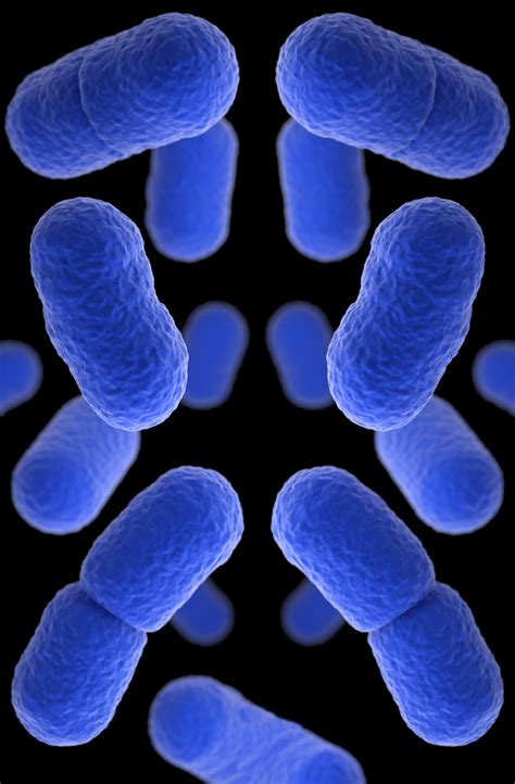 Listeria Infections as related to Infections - Pictures