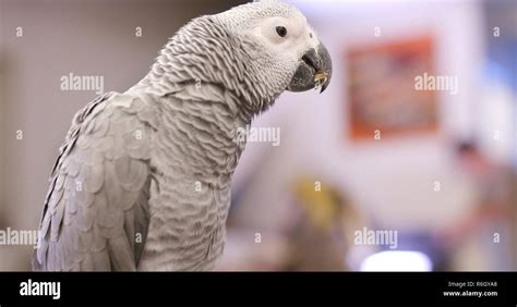 African grey parrot eating sunflower seed Stock Photo - Alamy