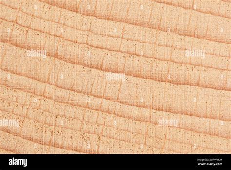 textured beech wood grain background detailed grain patterns add