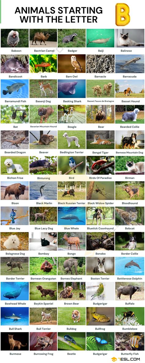 Animals that Start with B | List of 75 Animals Starting with B • 7ESL