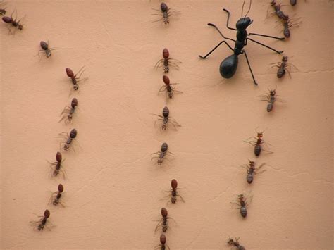 Summer Pest Control: Ant Types | Networx