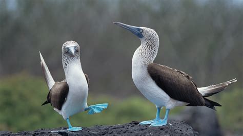 On Galápagos, Revealing the Blue-Footed Booby’s True Colors - The New ...