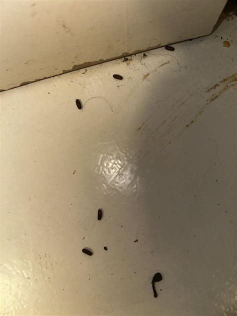 What are these?? I’m so scared right now : r/homestead