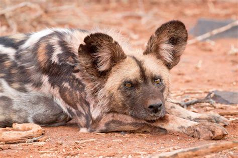 african wild dog facts diet behavior habitat