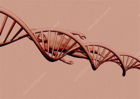 human cloning conceptual illustration stock image