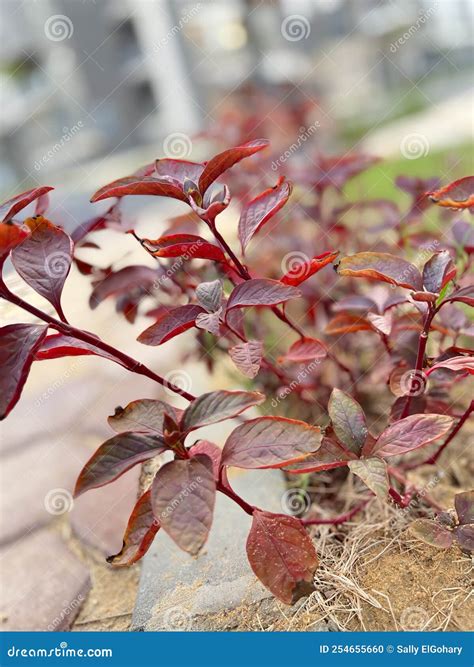 Close Up of Red Photinia Plant in Egypt Stock Photo - Image of spring
