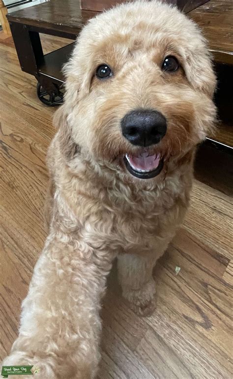 Mini Goldendoodle - Stud Dog in New York , the United States | Breed Your Dog