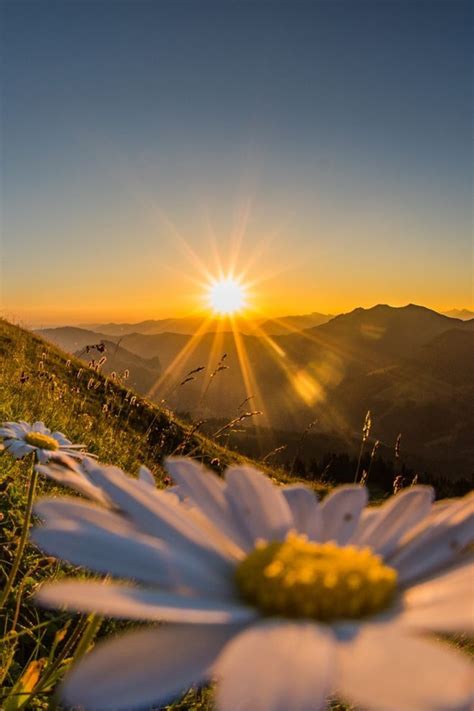 Солнце | Nature photography, Nature photography flowers, Landscape ...
