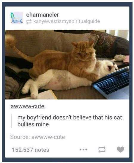 Bully cat. : r/tumblr