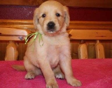 Champion Goldens is a team of ‪#‎champion‬ ‪#‎breeders‬ who help their ...