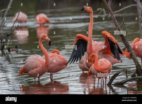 flock  wild flamingos phoenicopterus ruber  isabela island