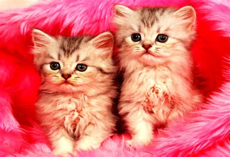 Papel De Parede Para Pc Gatos - 9