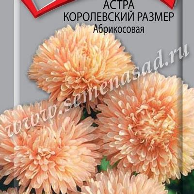 Астра Королевский размер: описание сорта, характеристики, особенности ...