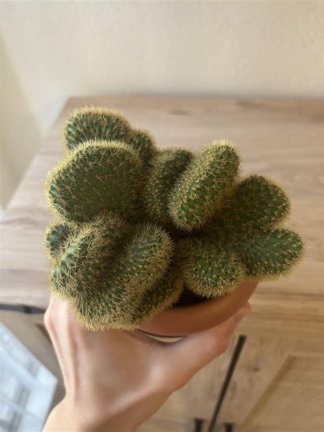 Cacti ID : r/PlantIdentification