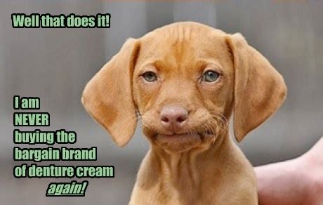 I Has A Hotdog - dentures - Funny Dog Pictures | Dog Memes | Puppy ...