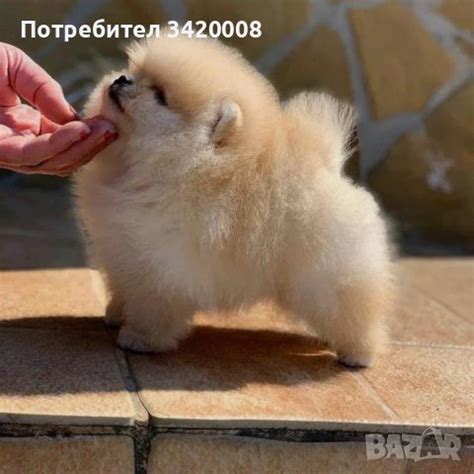 Мини померан • Онлайн Обяви • Цени — Bazar.bg