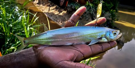 memburu ikan parang sungai