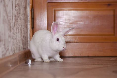 White Rabbits with Long Ears. Rabbit Stock Photo - Image of beautiful ...