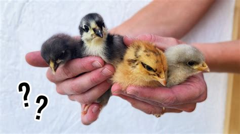 meet   flock identifying  chick breeds markings