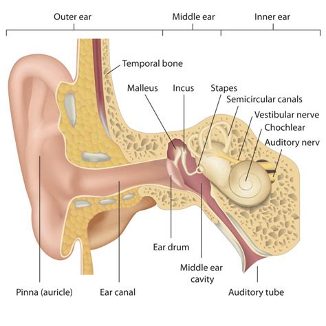 Pediatric Audiology ear anatomy – Hearing Resources Audiology Center