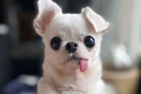 Cachorro Feio Com Lingua De Fora - 10