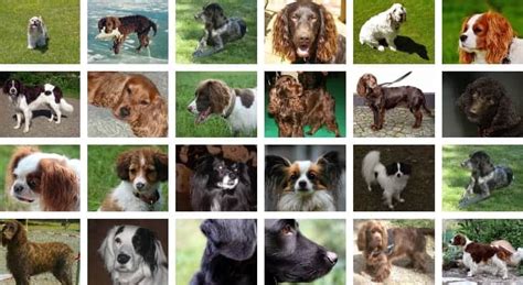 Spaniel Breeds: (The Complete list of 24 Types of Spaniel Dogs)