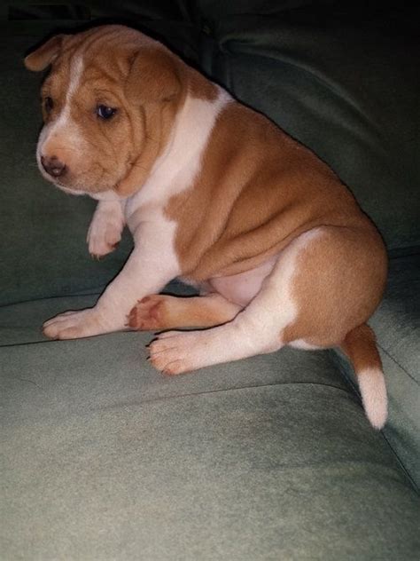 Basenji Puppies For Sale | Los Angeles, CA #222081