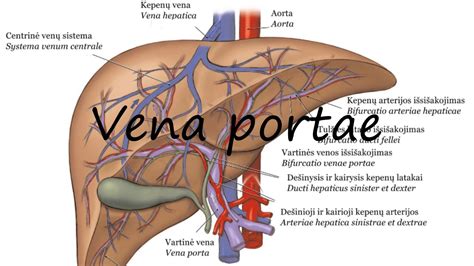 How to Pronounce Vena portae? - YouTube