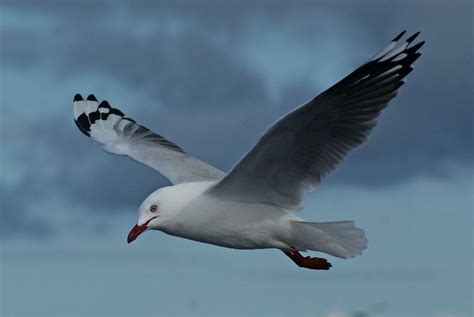 Silver Gull - Tony Keene Birds