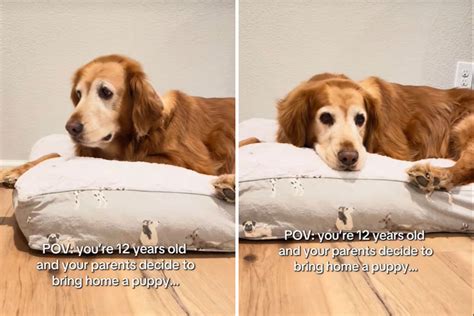 Family Get Golden Retriever Puppy—Hearts Melt at 12-Year-Old Dog's Reaction