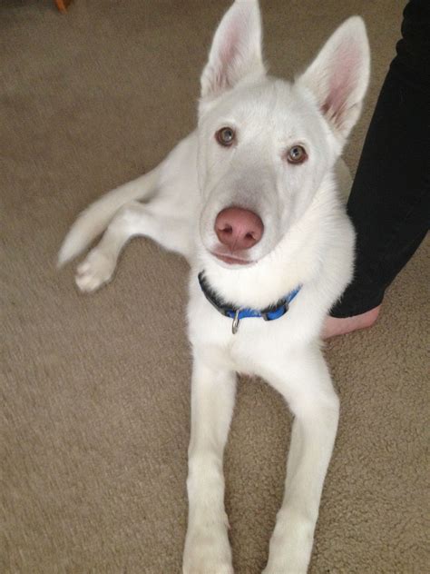 White German Shepherd Husky Mix-Nanuk