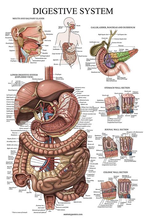 What Is Digestive System Anatomy - Design Talk