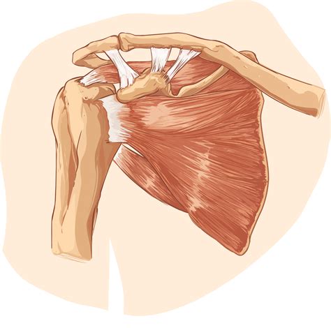 Shoulder Surgery: A Path to Liberation? | Ken Langer