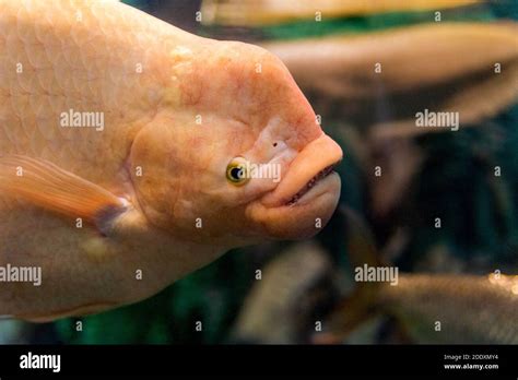 face  giant gourami fish  osphronemus goramy stock photo alamy