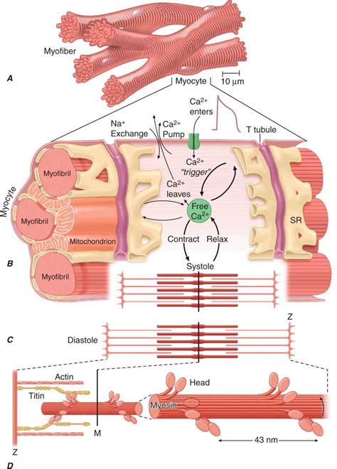 sarcoplasmic reticulum