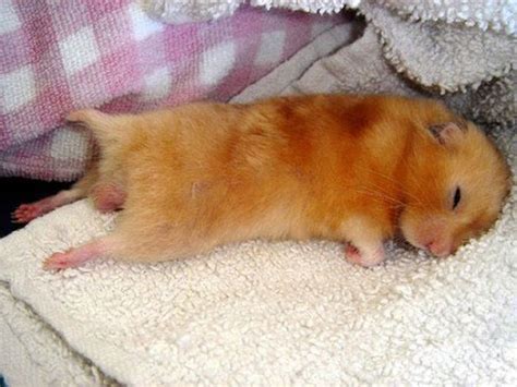 hayvanlar uludag soezluek