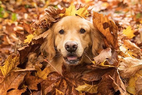 How to Get Your Dog Ready for Fall – fourrie.com