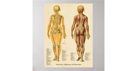 Muscle Skeleton Skeletal Anatomy Chart Female | Zazzle