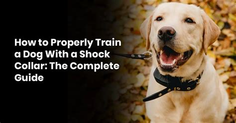 How To Properly Train A Dog With A Shock Collar: The Complete Guide