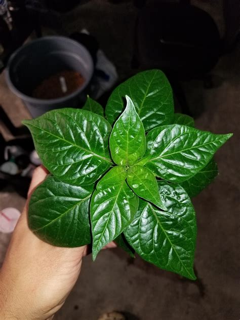 My first KSLS is coming along nicely using the double cup method