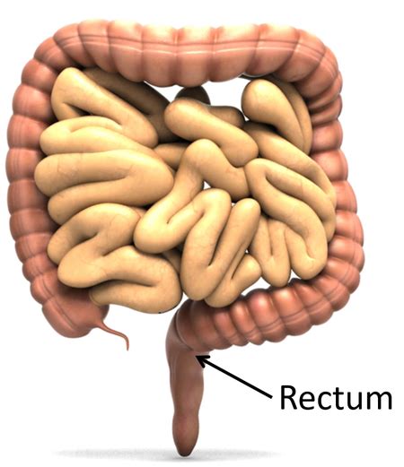 rectum key stage wiki