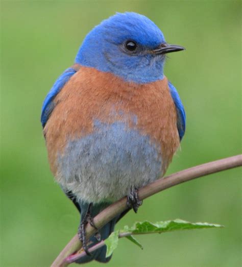 Bluebirds