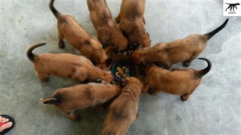 Chó Malinois ăn gì